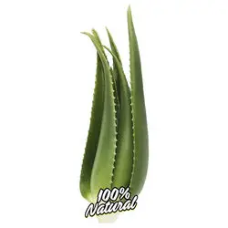 Kanarische Aloe Vera Pflanze 3 jahre old
